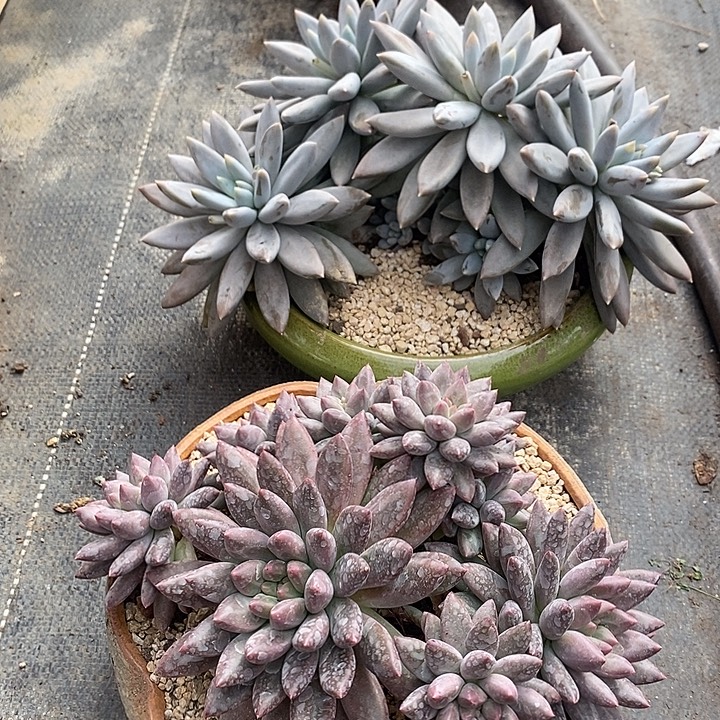 成***师多肉植物肉肉植物