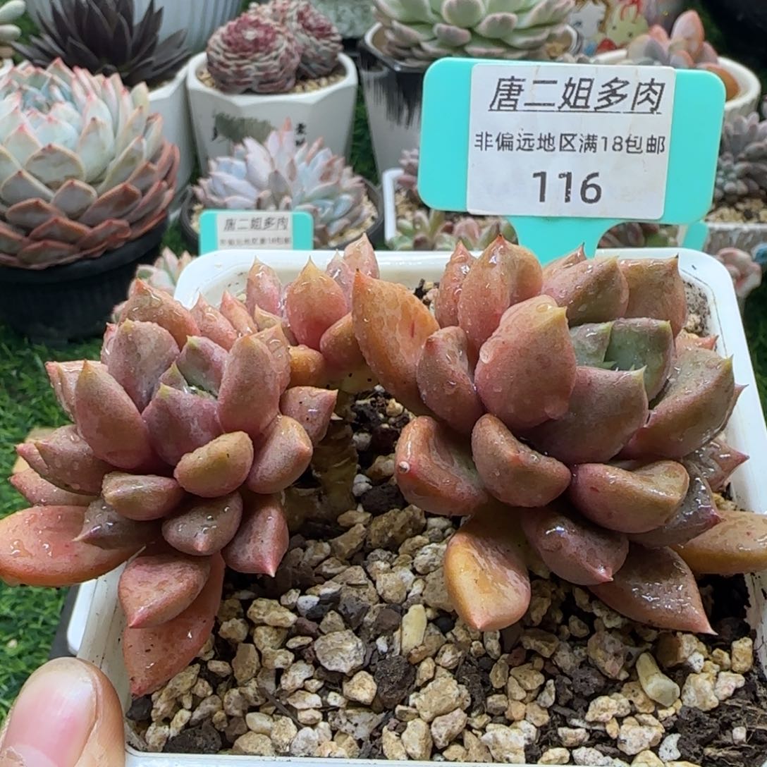 唐二姐多肉编号116