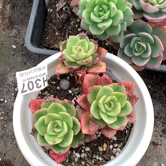 白凤杂307 亏本处理退款拉黑7-8天发货