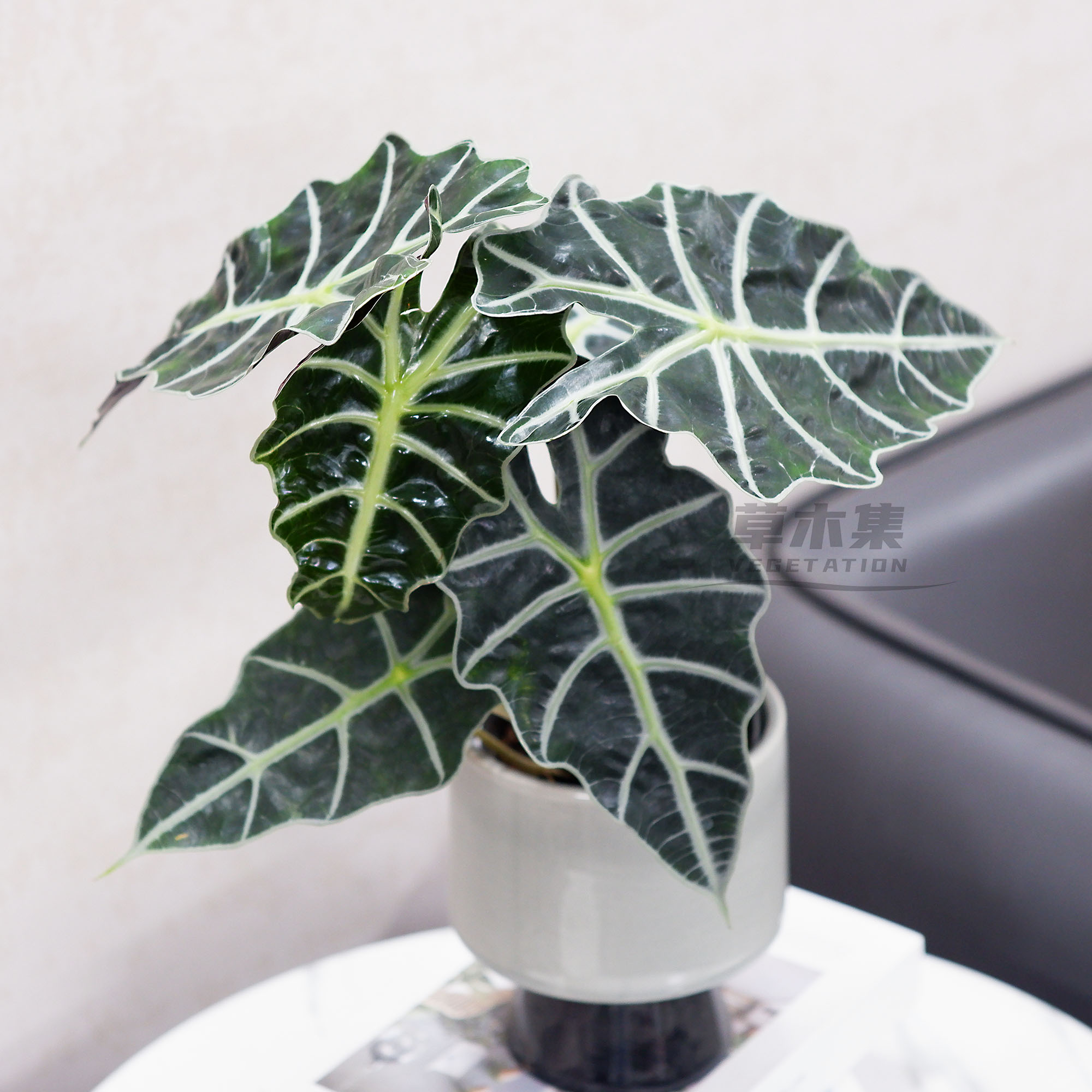 《草木集｜大仙女海芋》部落祭司的青铜面具，象征敬畏自然的图腾。