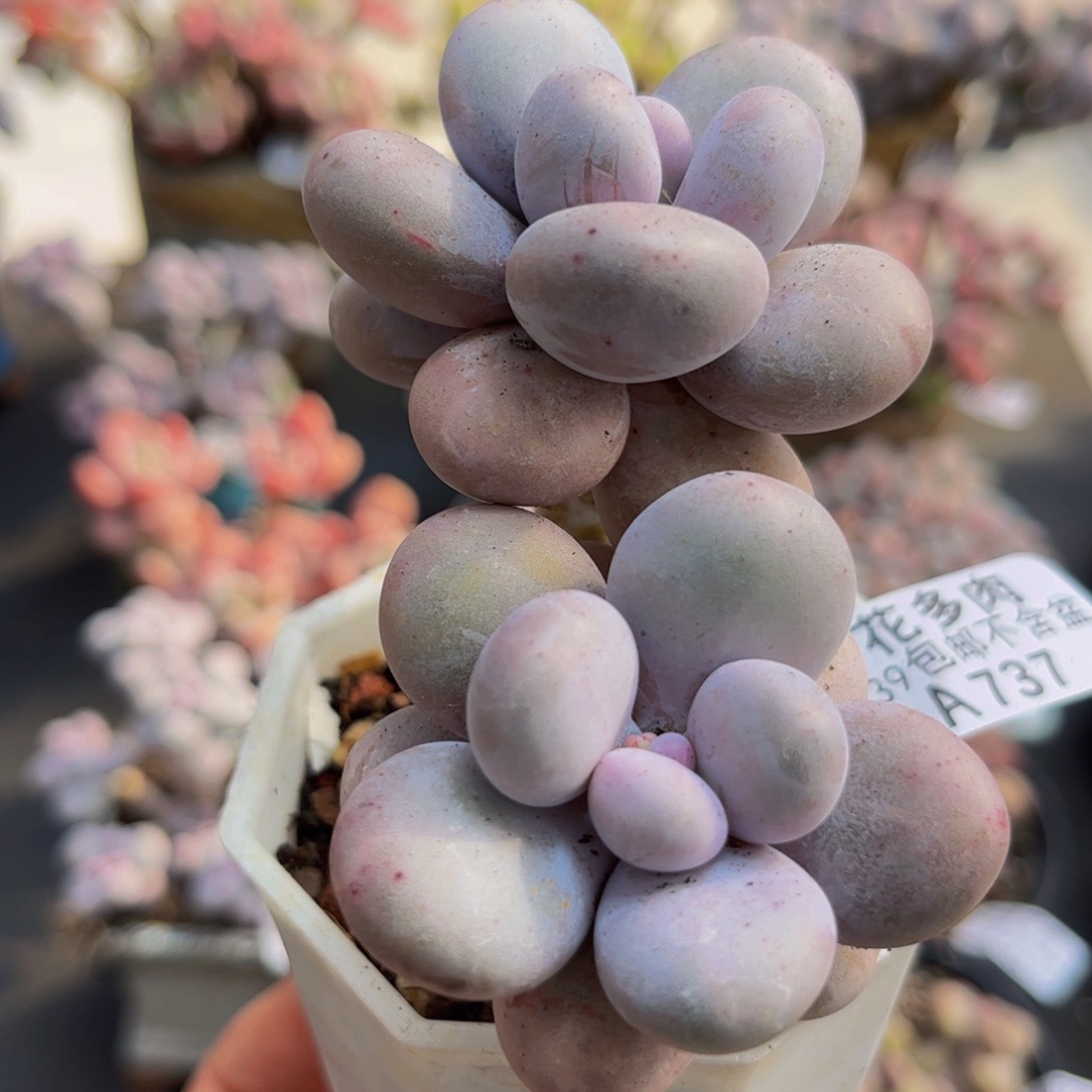 737/6cm水光针多肉植物