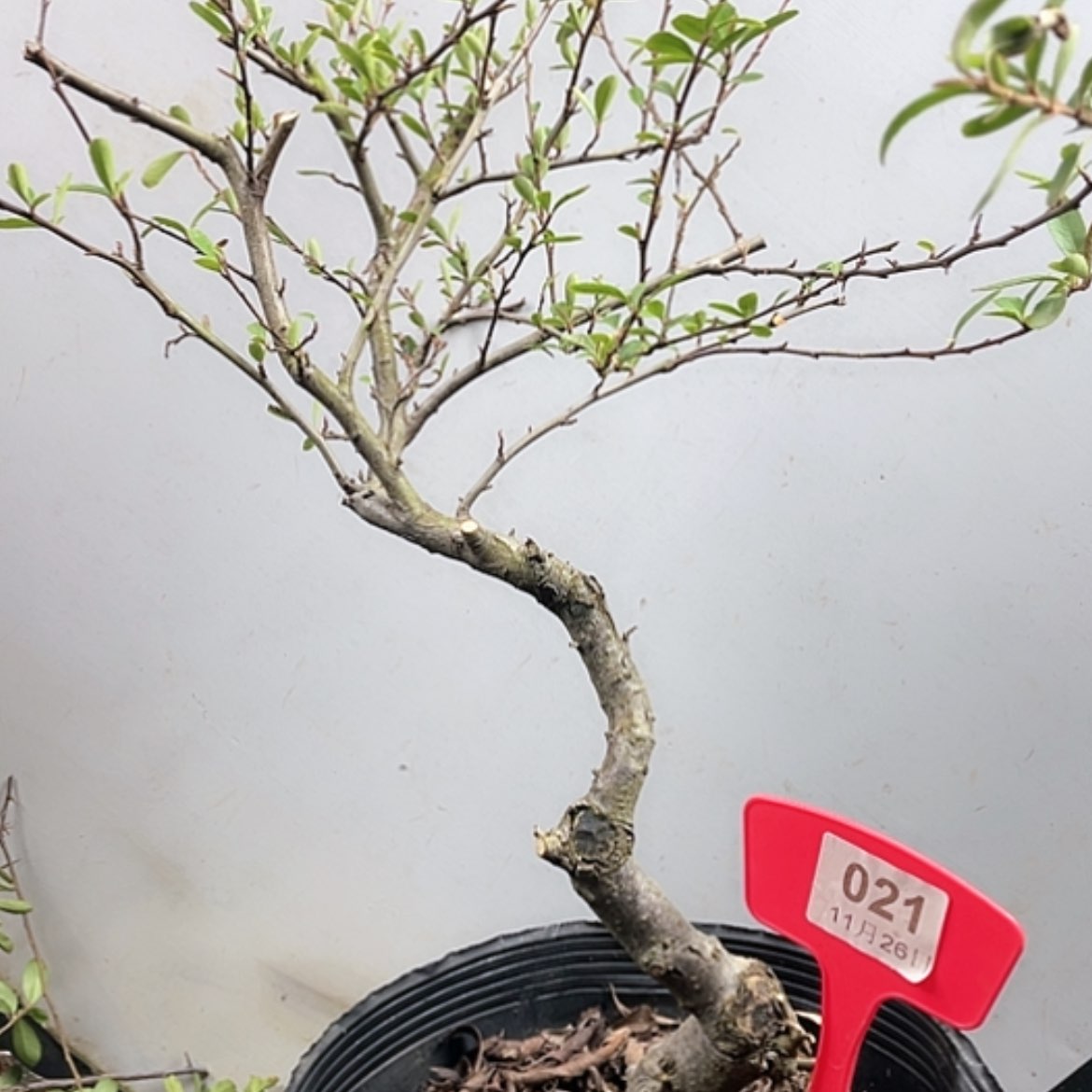 【闪购商品】无花朵021