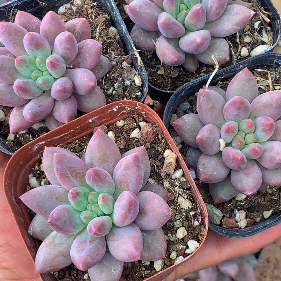 车厘子3颗 包邮。多肉