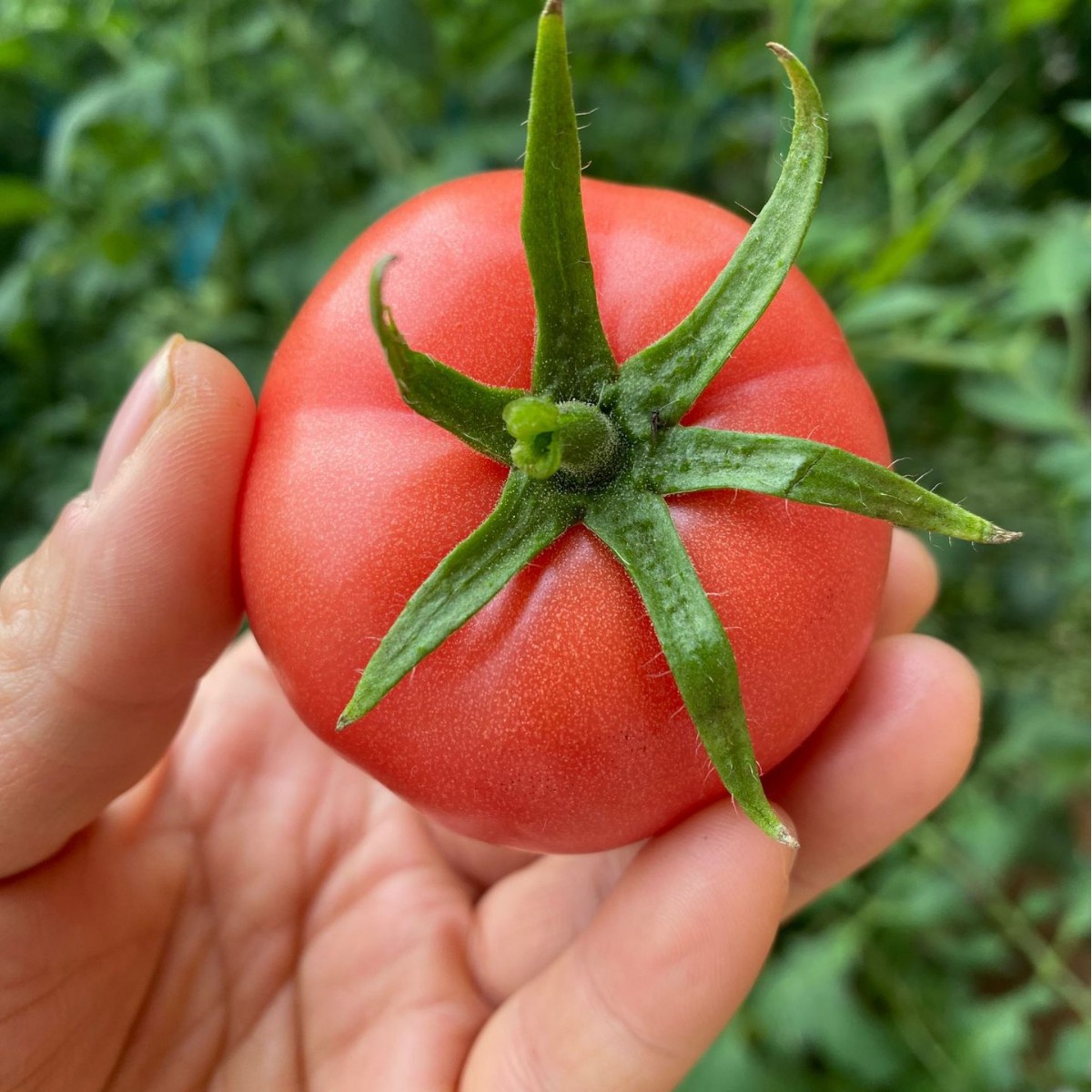 【5斤装】安徽马鞍山老品种自然成熟西红柿沙瓤新鲜水果蔬菜番茄