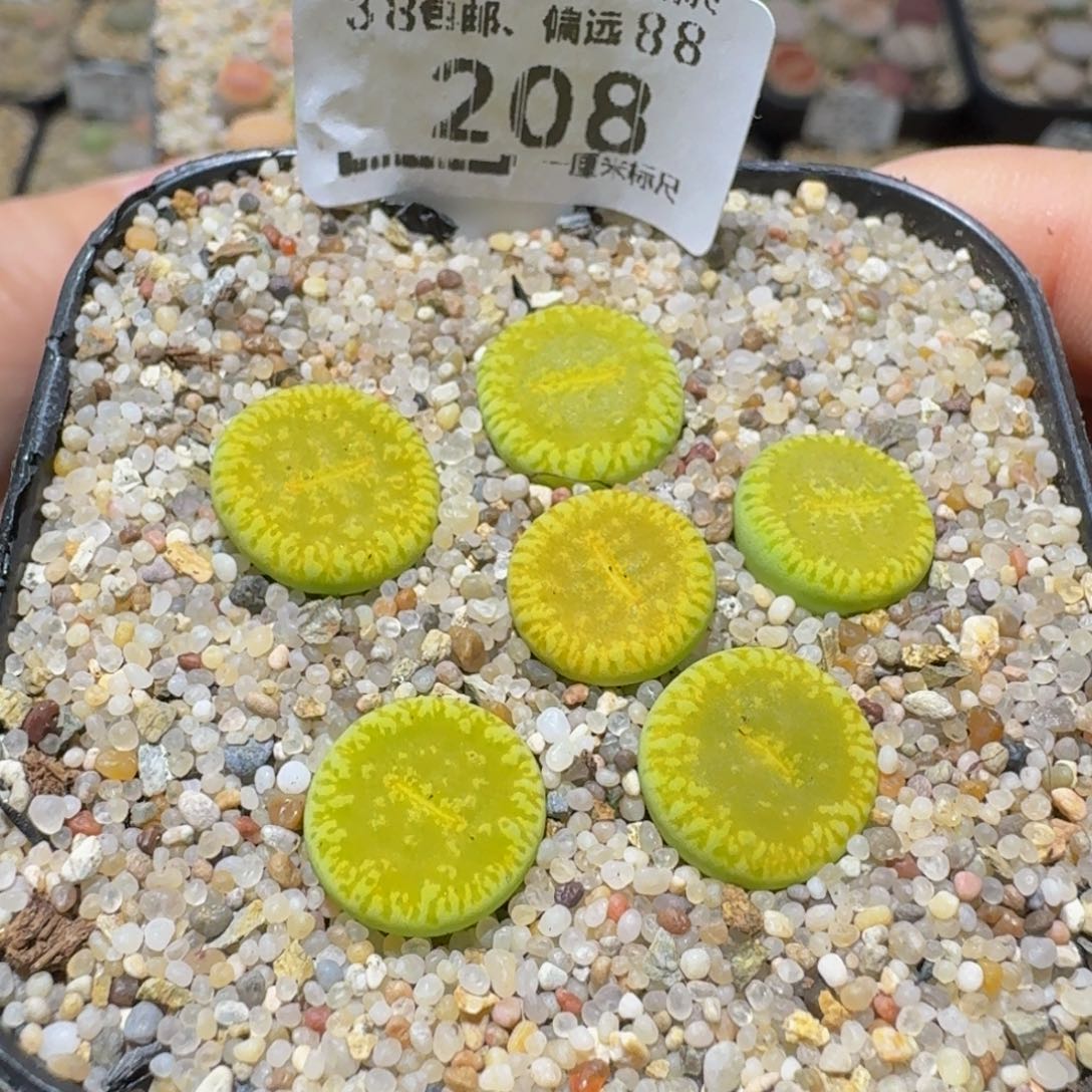 Ssss精品生石花208