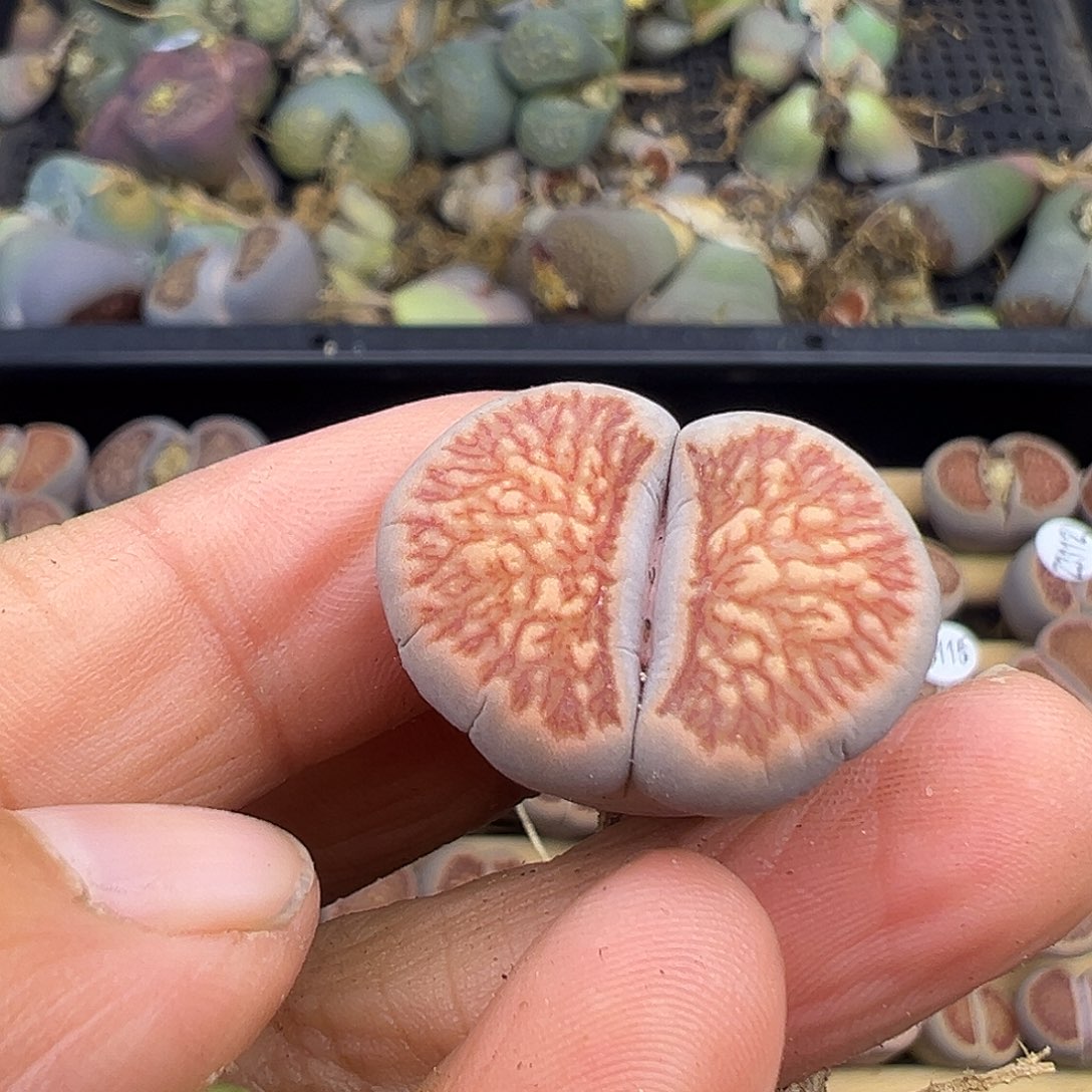 潜****弹3118 生石花美菊福利炸