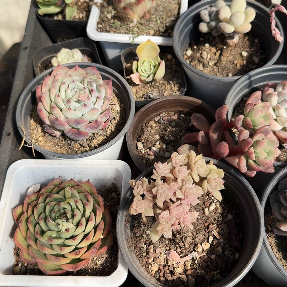 满20包邮零下拍保温箱42号筐无售后