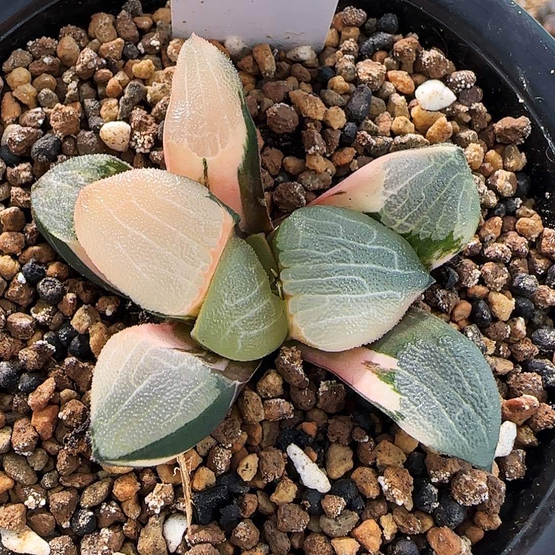 137号丸叶克锦一物一拍带盆土