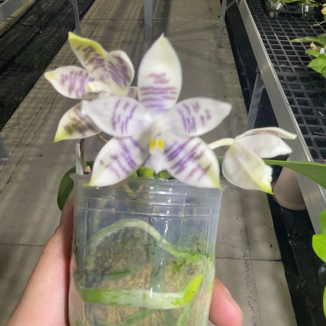 完全开放天使路德盾 开花株 531号