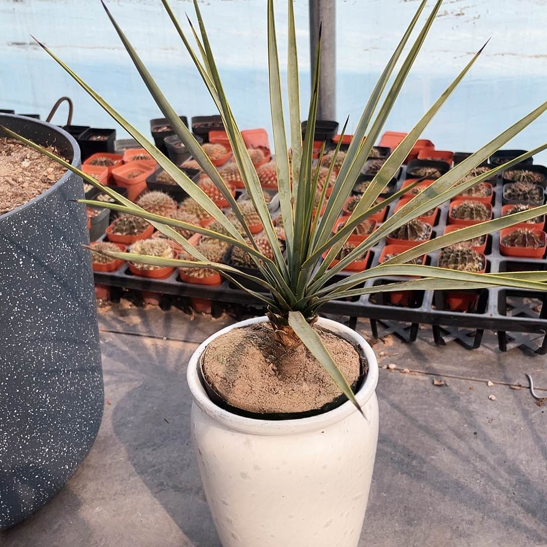 不带瓷盆6666666666666666