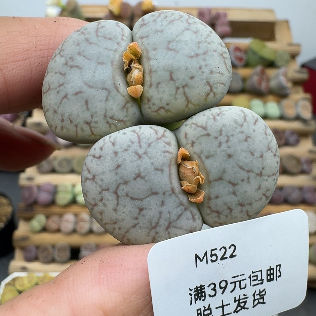 522多肉哈哈哈哈哈哈