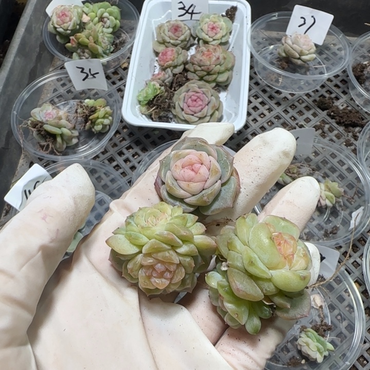M***e47号王者系列一盒