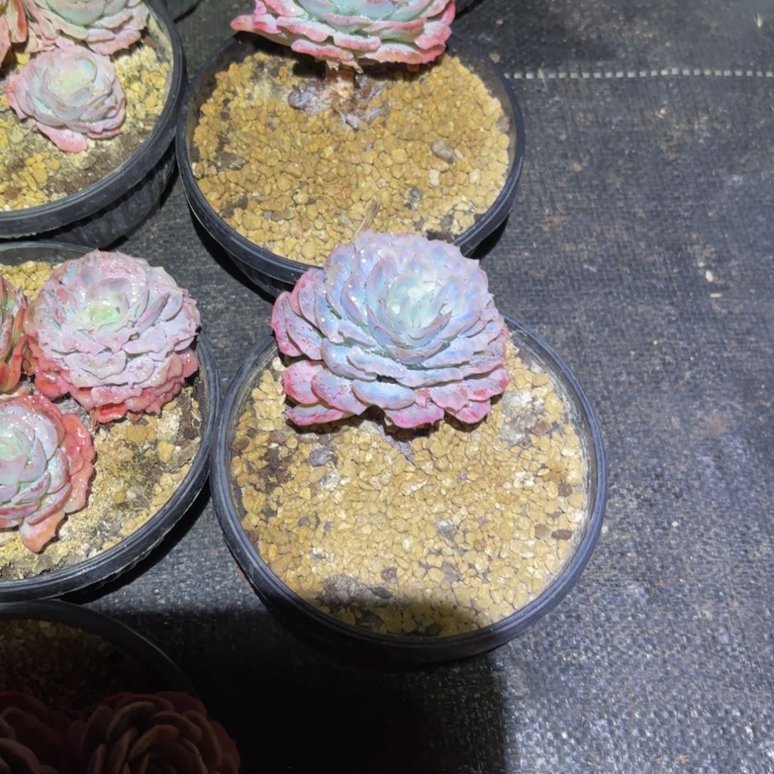 桃***魇哈哈哈哈哈哈哈哈好宝贝宝贝