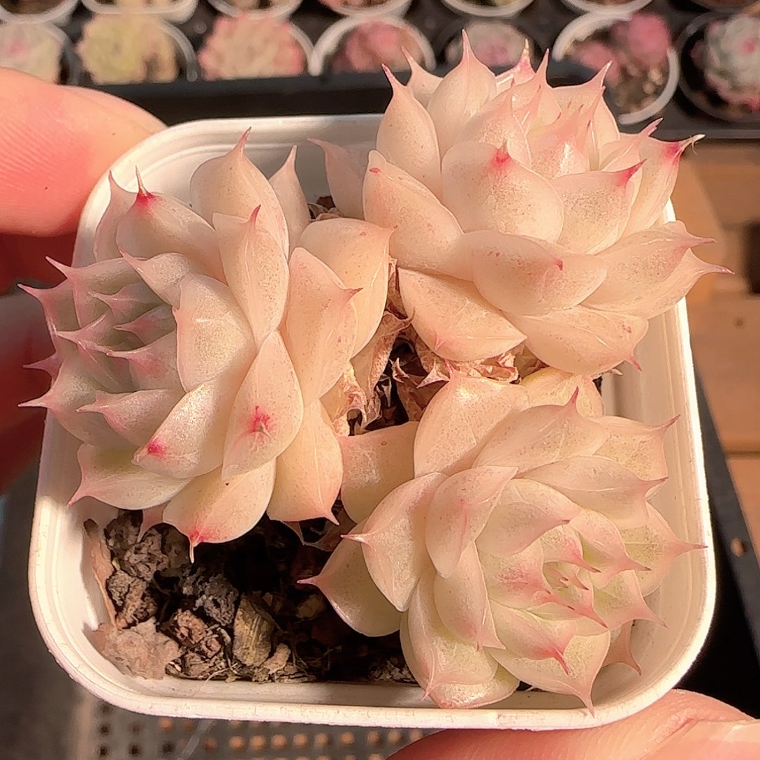 多肉1212-13优选麦秆