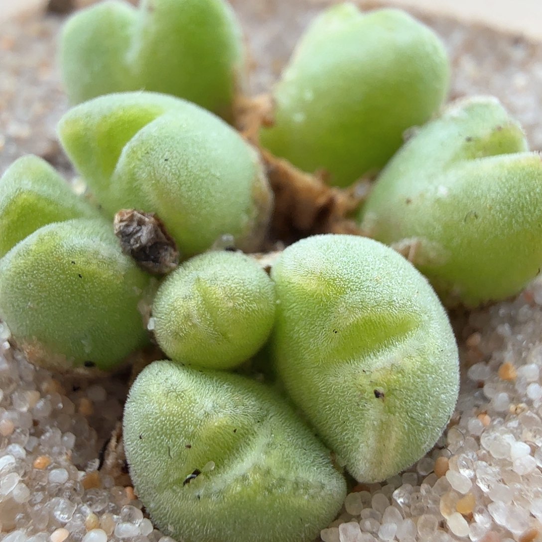 2.14.21/小米雏/多肉植物