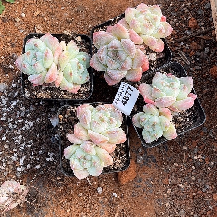 美****阿雅园艺。     4877