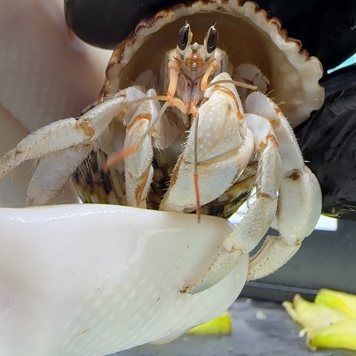 A166浅蓝绿 灰白1.7cm口径