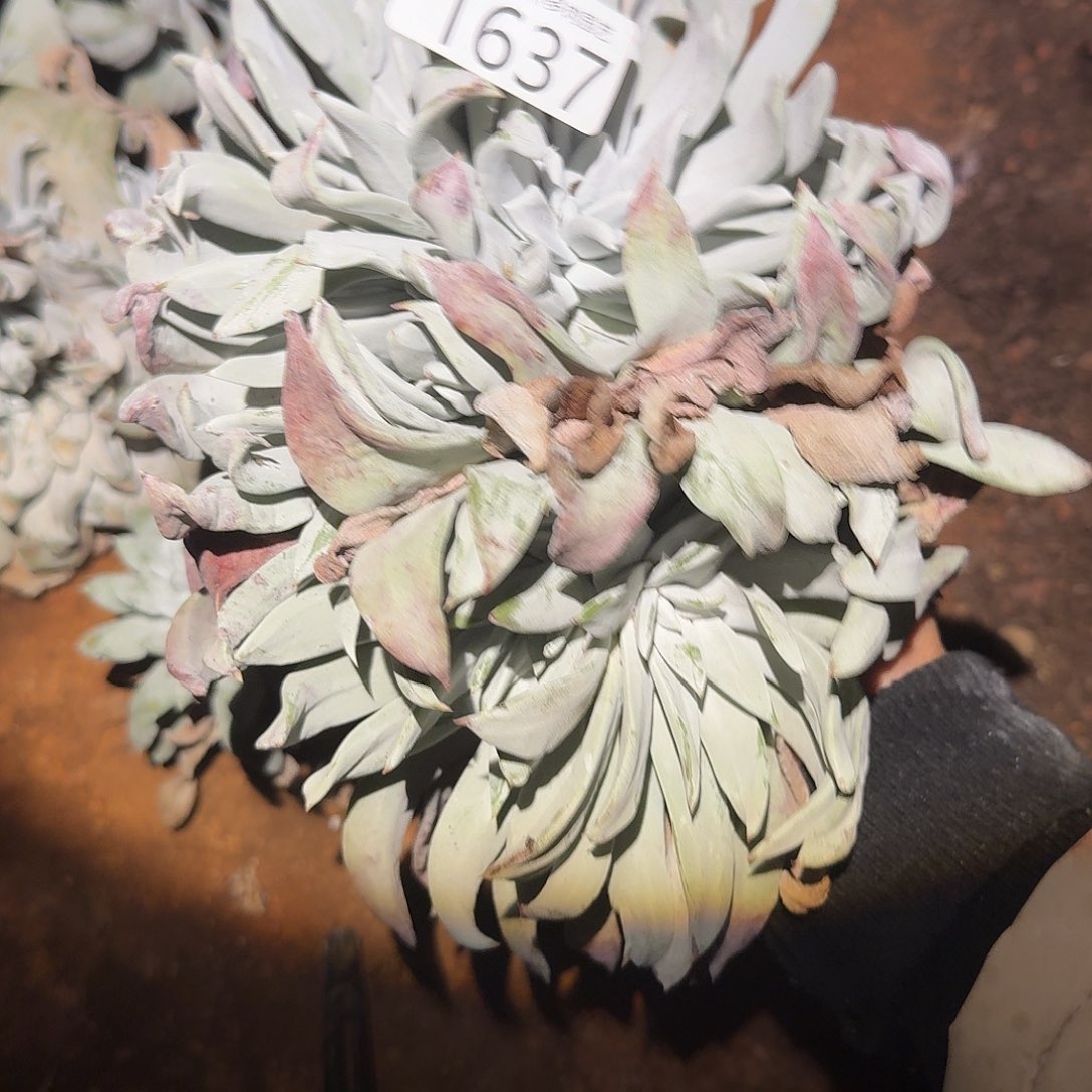 我***p3代杂交仙女杯多哦去对处理瑕疵