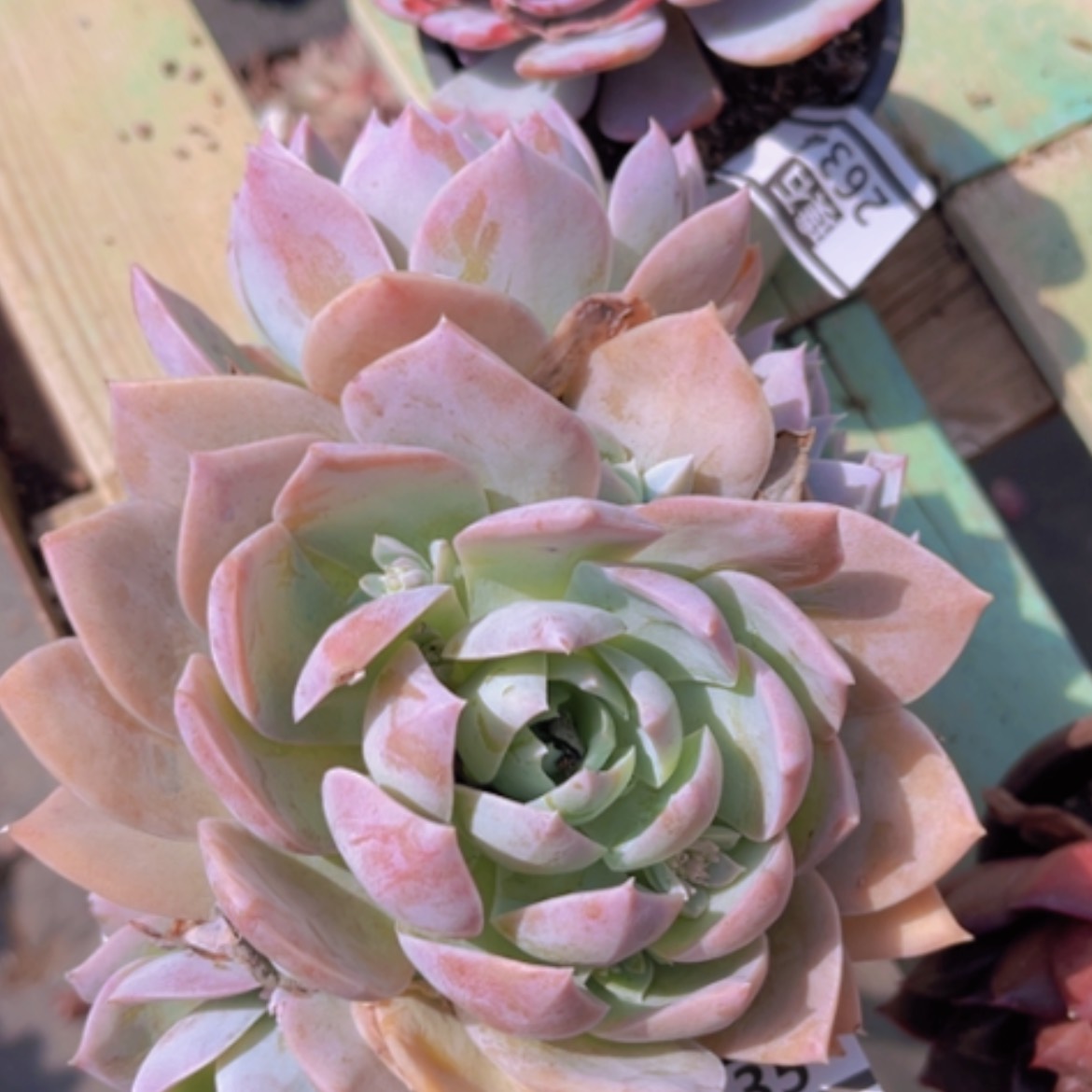 【闪购商品】木樨甜心2635