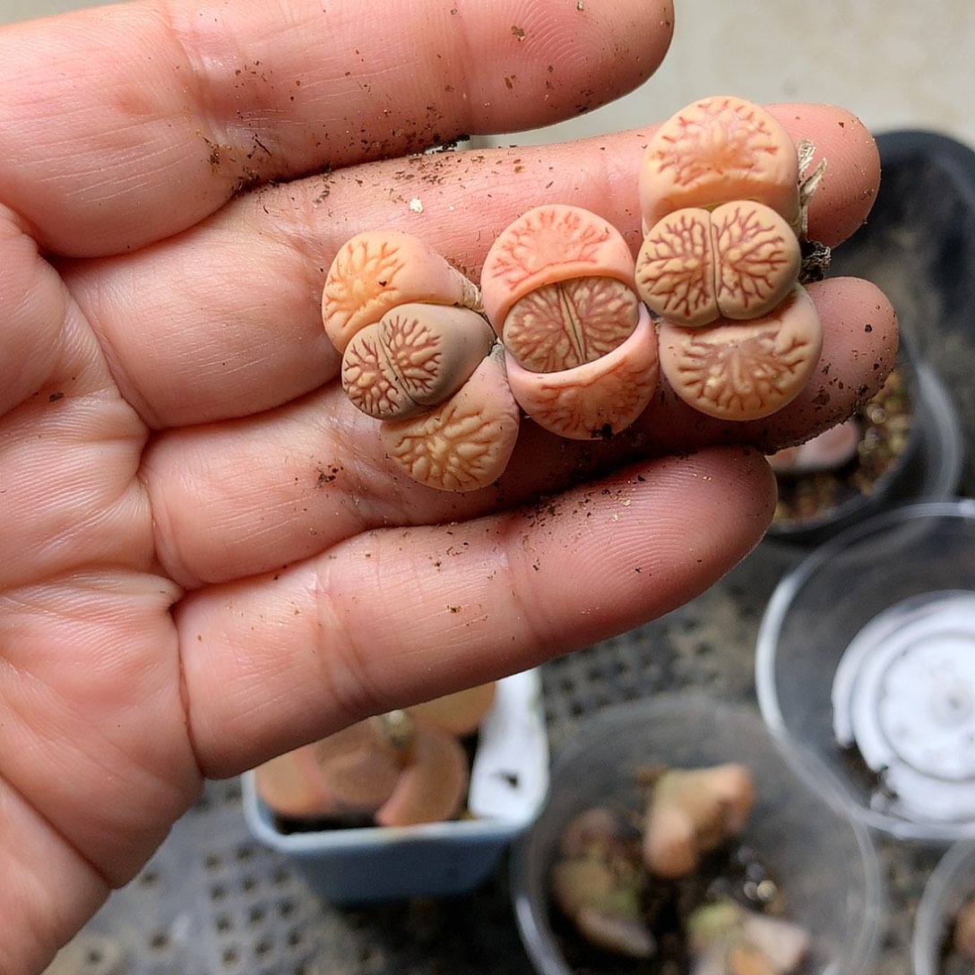 X66多肉植物保护研究所