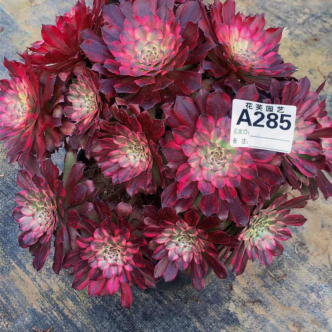 285多肉法师血迹