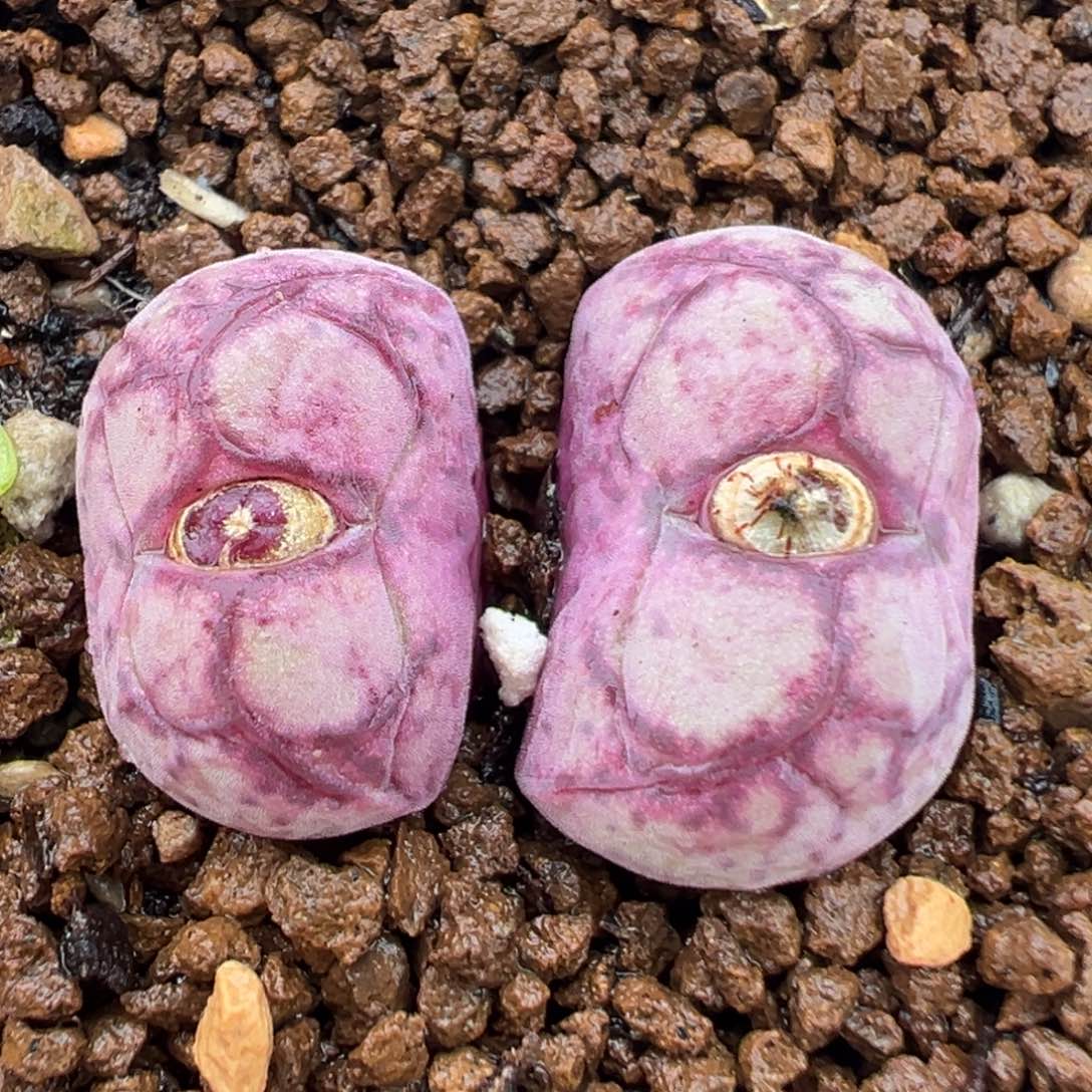 八重亘基多肉植物盆栽