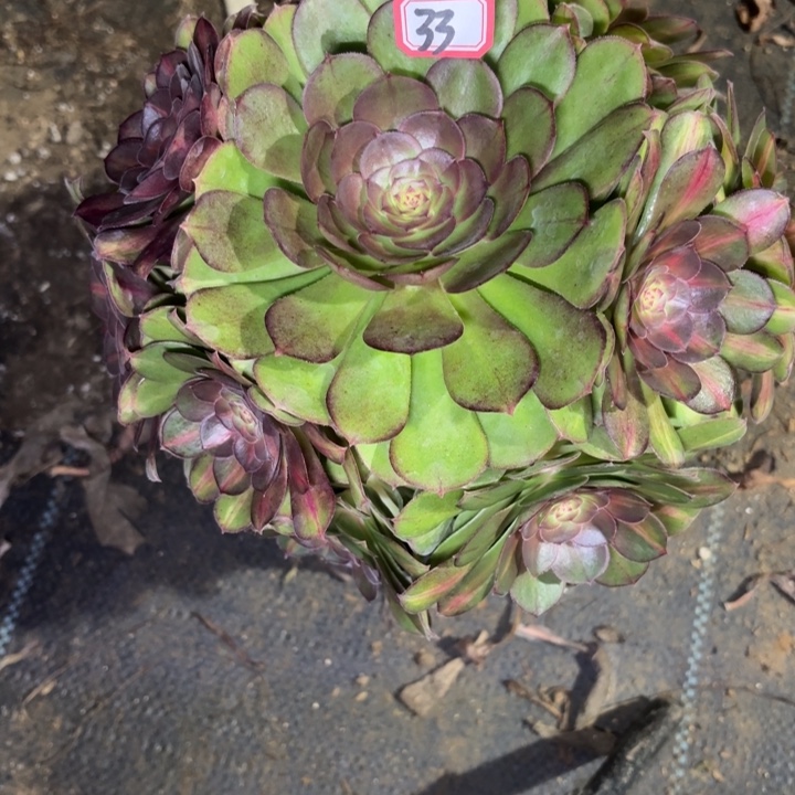 一物一拍33倾城中班