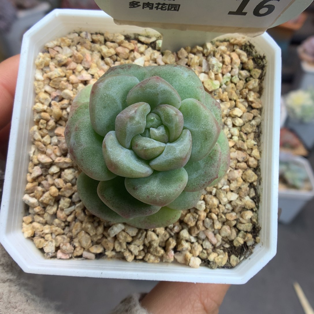 16翡翠冰玉石化多肉