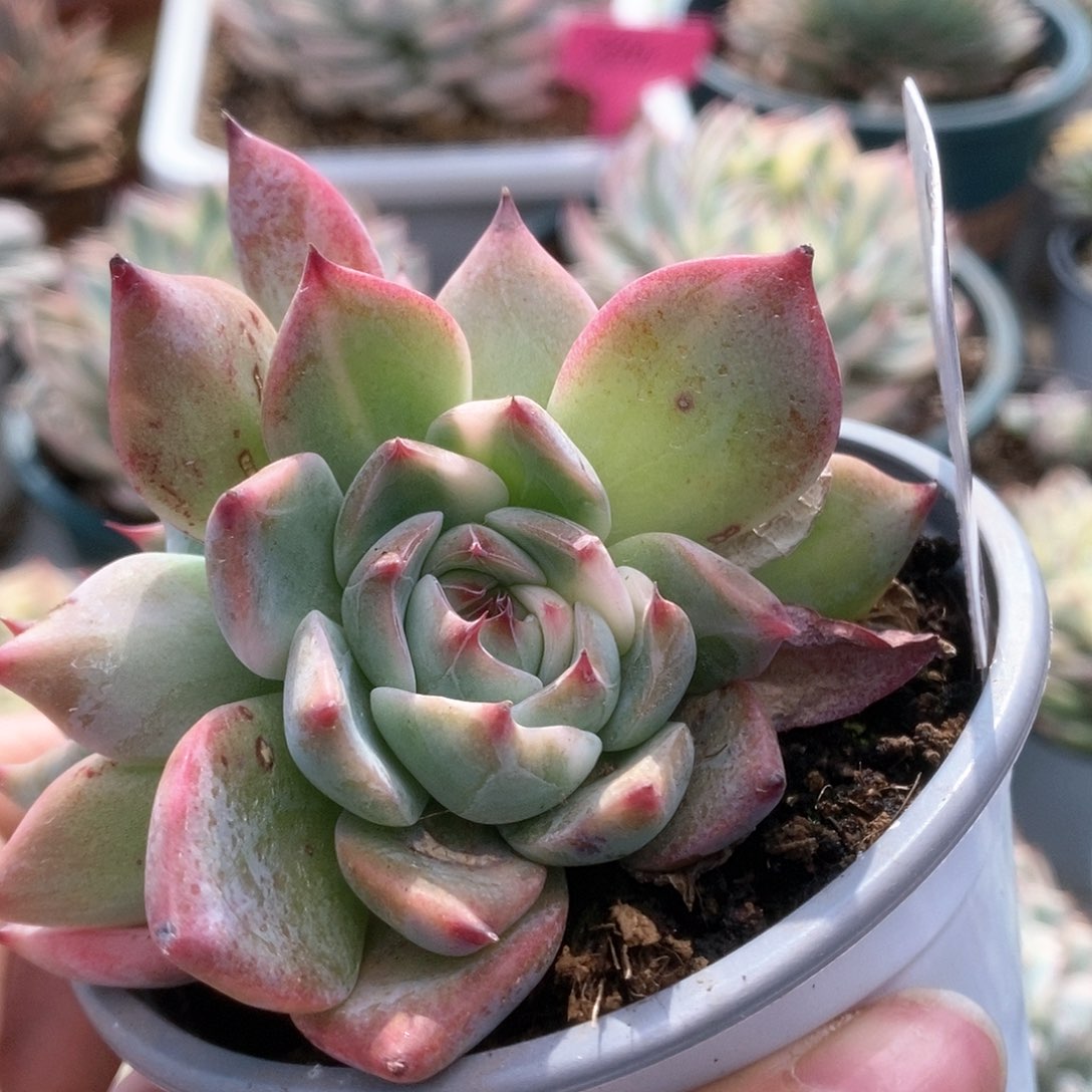 B289锦锦锦锦锦锦锦