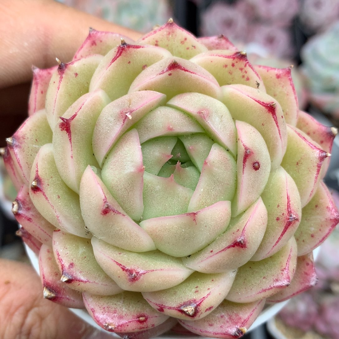 0127-30 麦杆优选