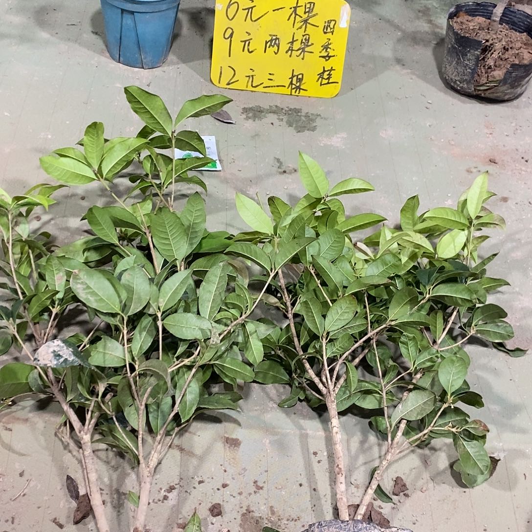 完全开放四季桂花一物一拍