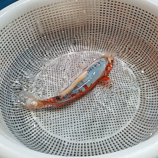 海水锦鲤冷水鱼好养耐活