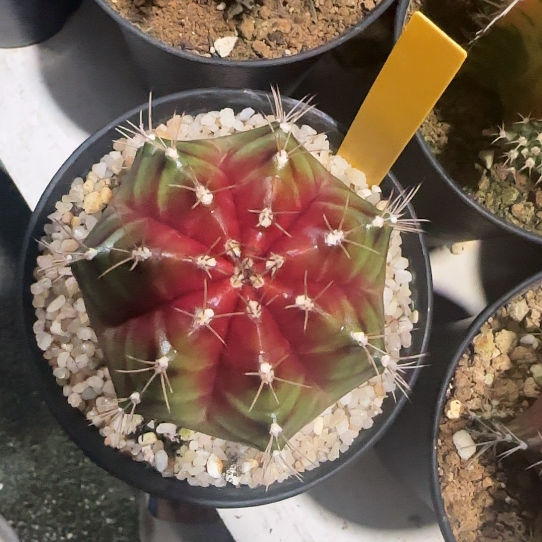 L792-1225泰国发货 火星