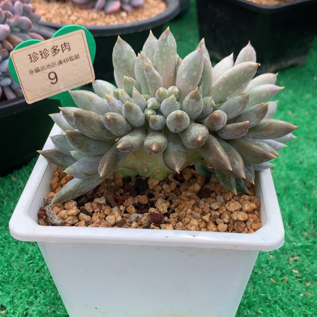 哥特萝莉树缀一物一拍9