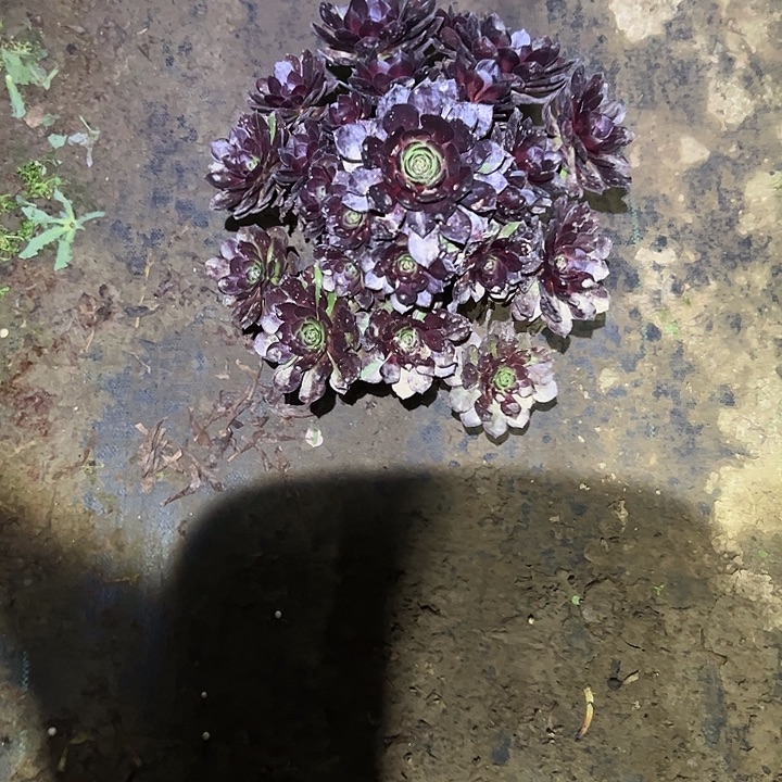 不包侧枝一物一拍68