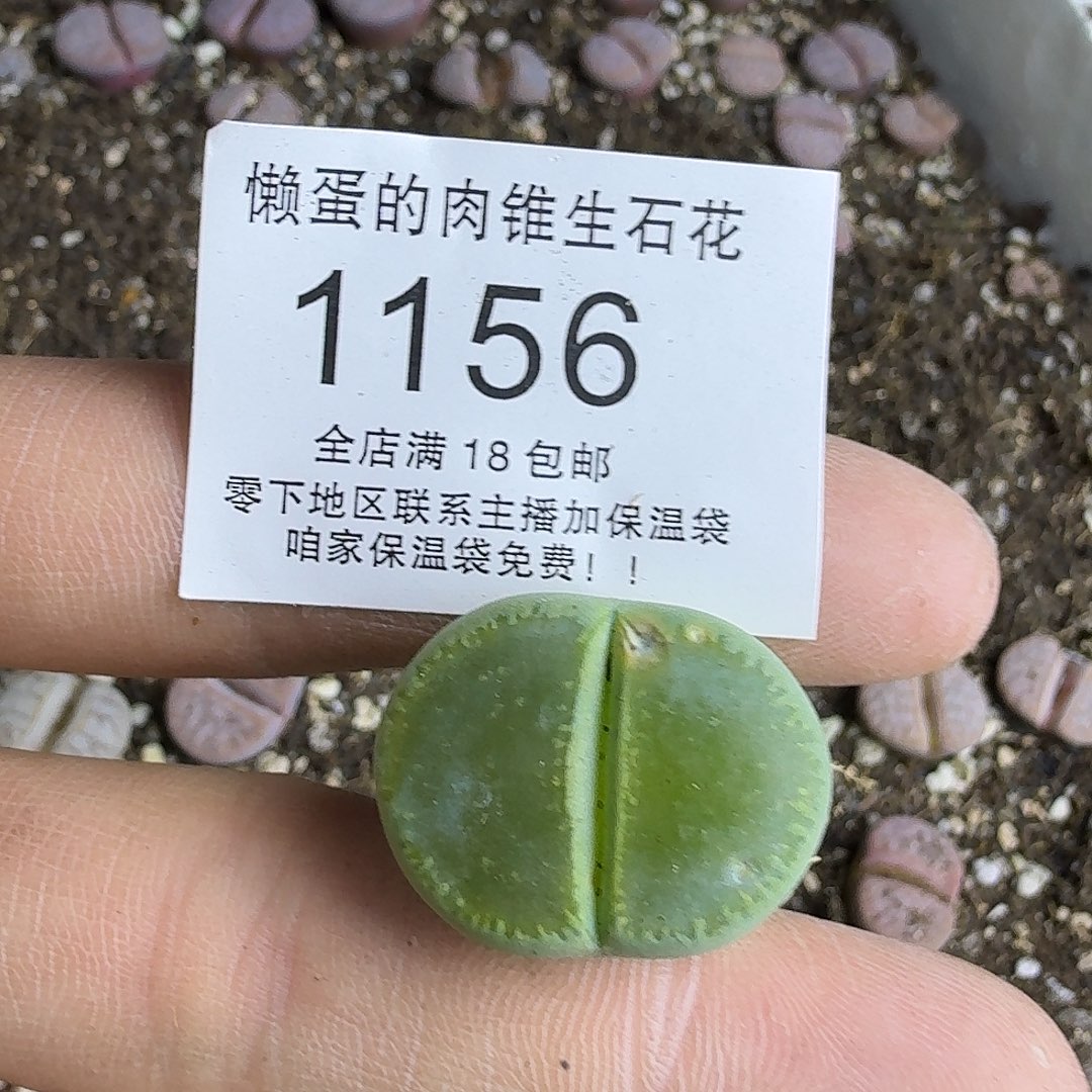 1156 哈哈哈哈哈哈哈哈哈