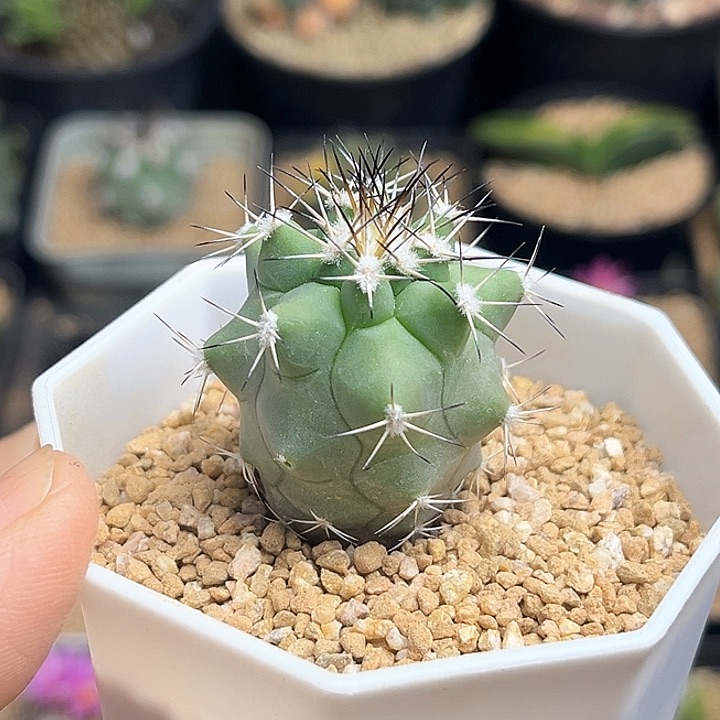 黑枪娇丽实生球一颗3.2公分左右