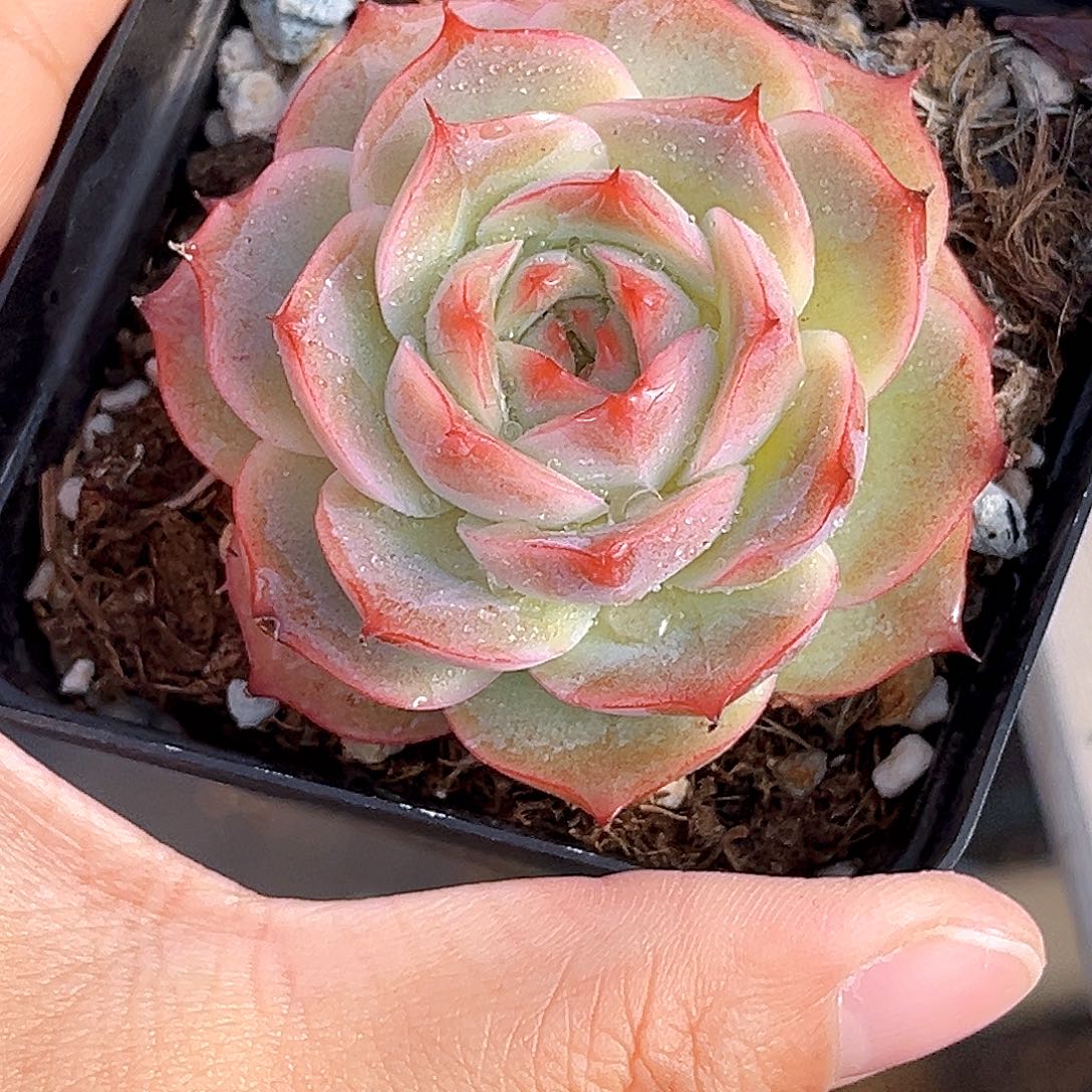 512 一物一拍多肉