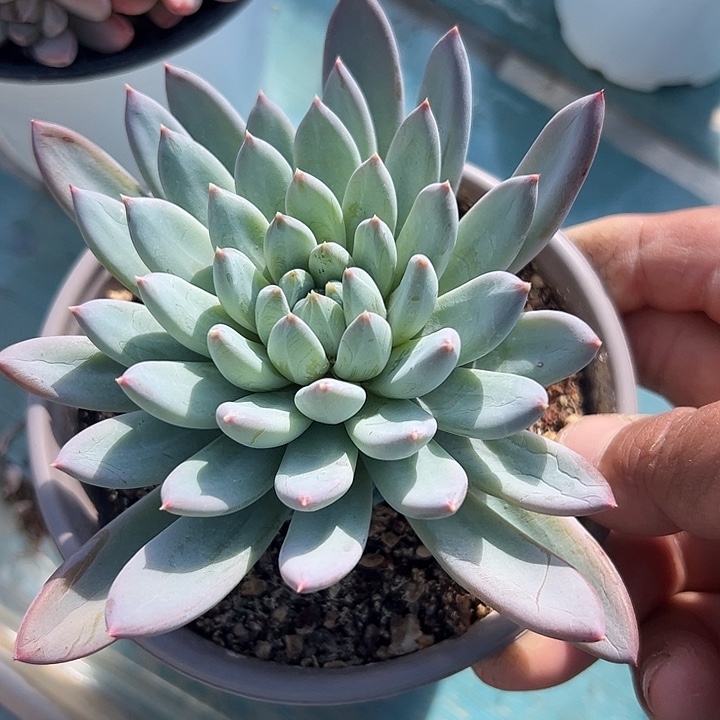 爆米花自然群1111