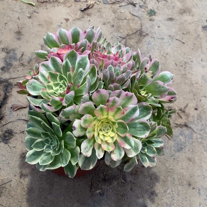 海鲜多肉植物6。  