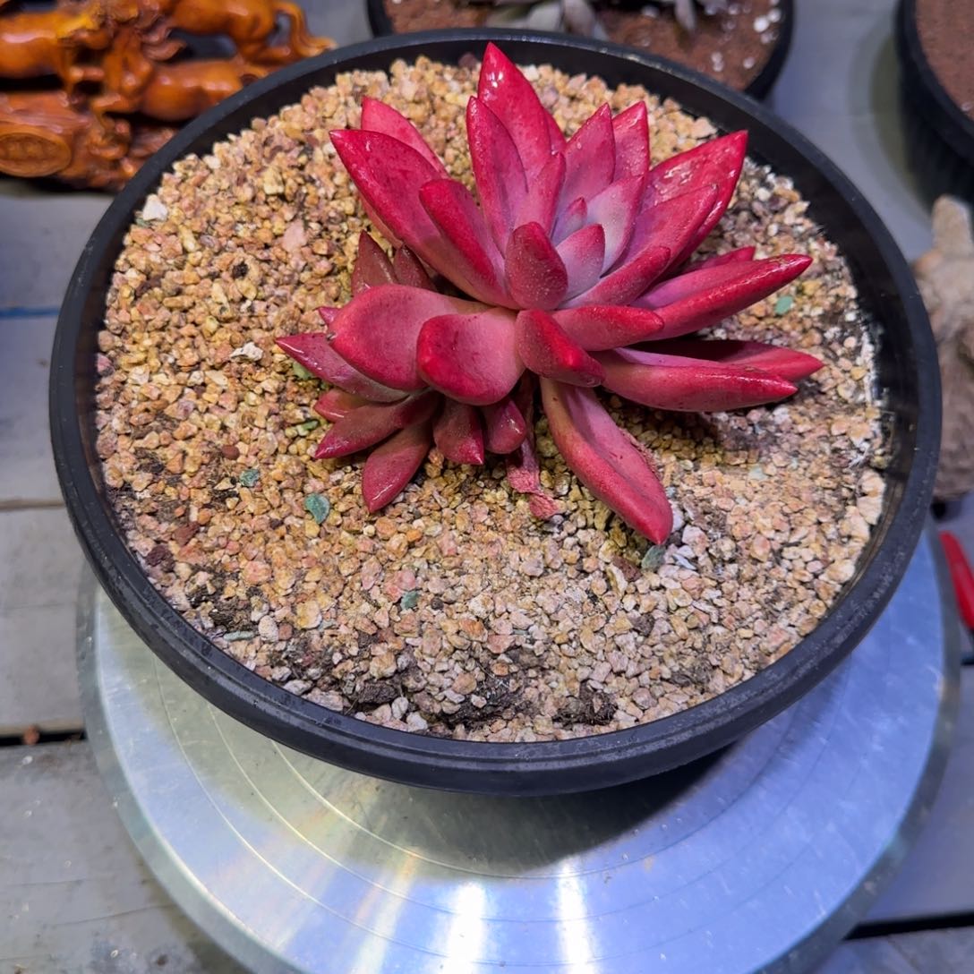 赫菲虞美人多肉植物