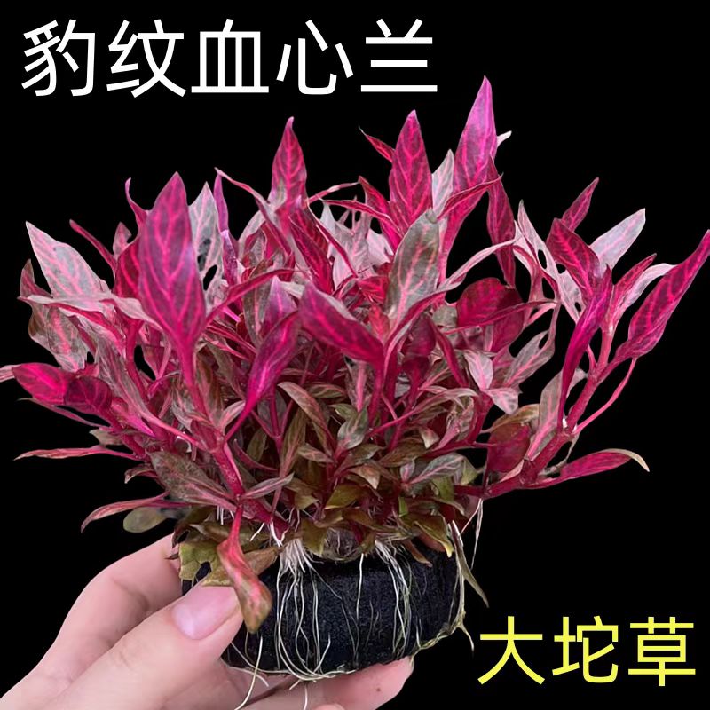 豹纹血心兰紫叶阴性水草适合新手夏季耐高温用于鱼缸造景增氧净水