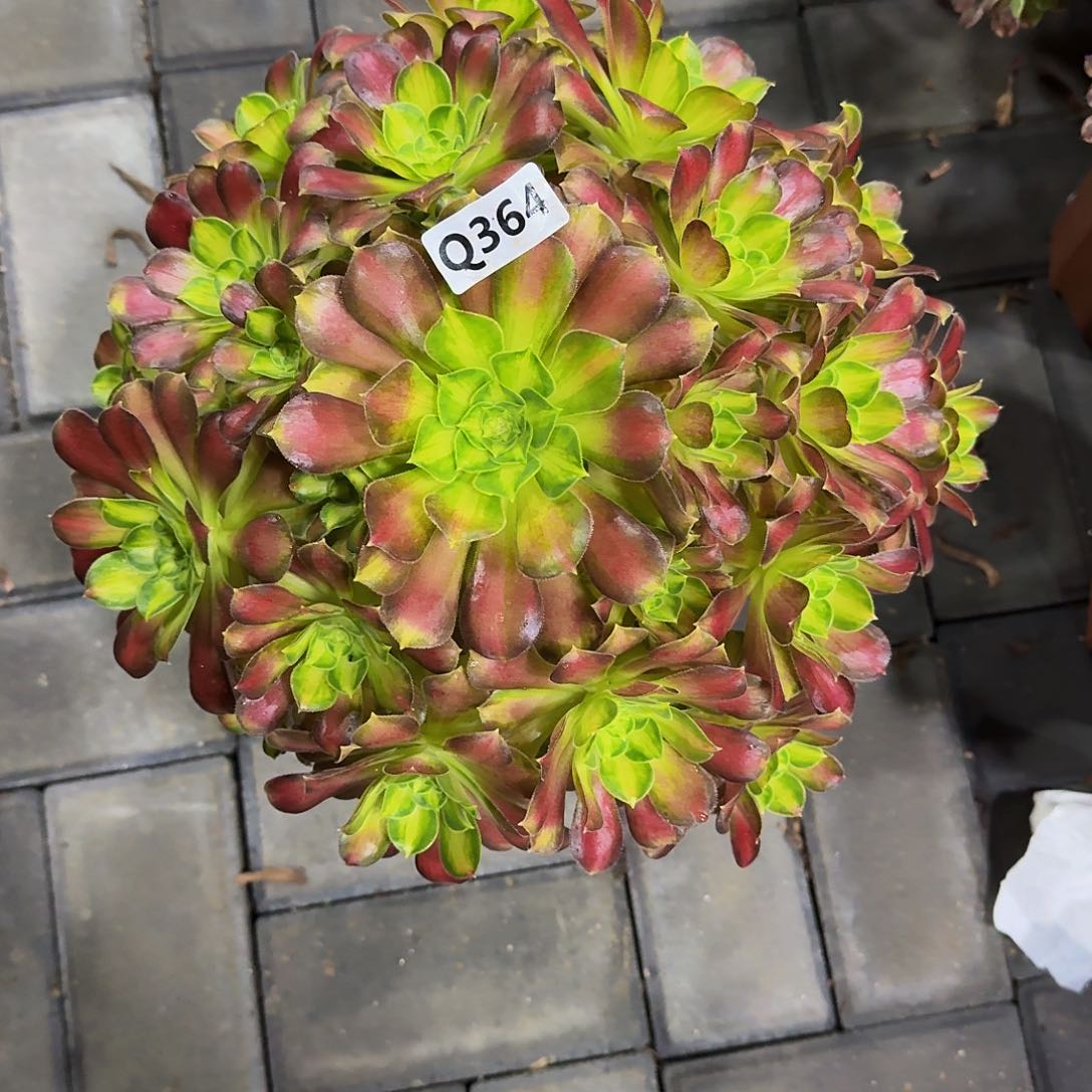 364韶华33冠服30左右