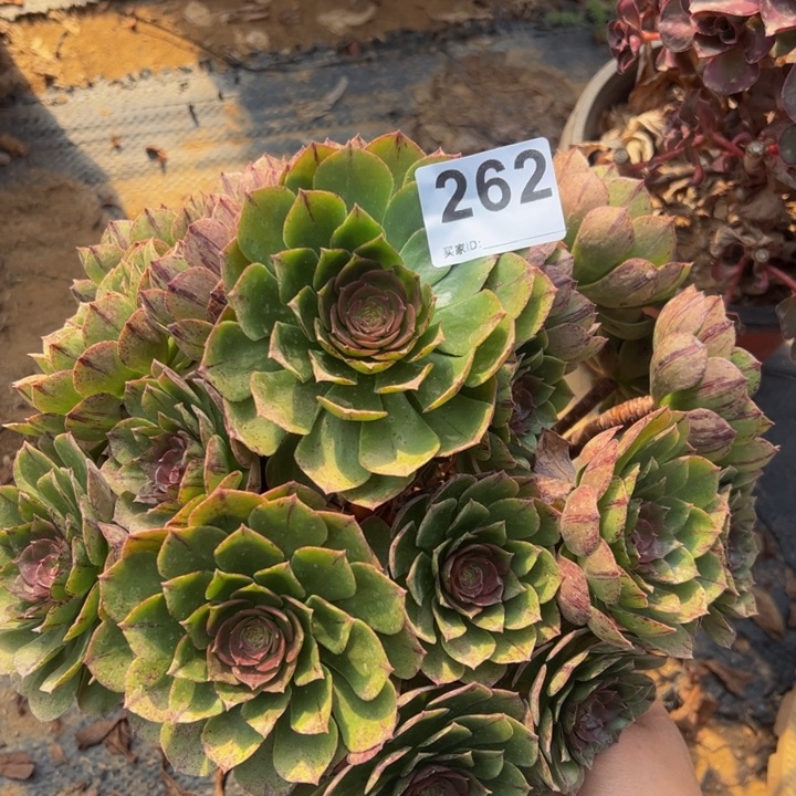 万拉丝多肉植物262