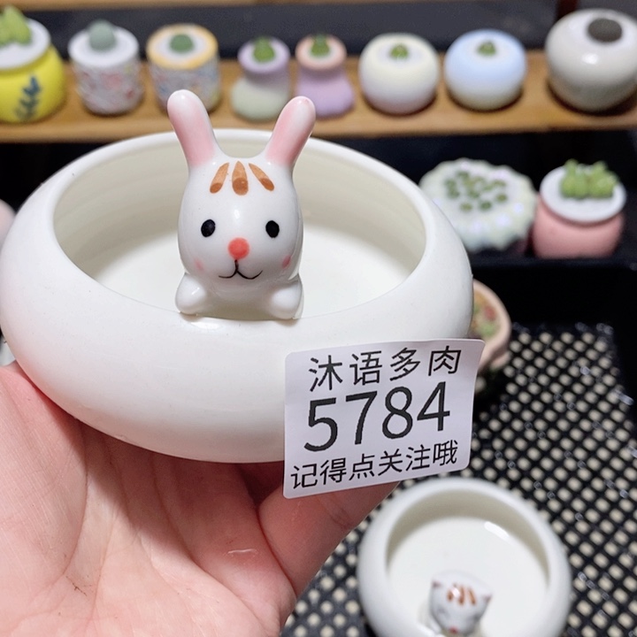 ****夏带盆土植物 一物一拍5784