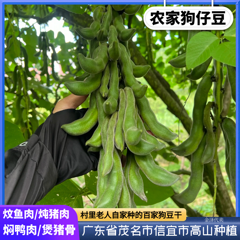 【狗豆干】信宜本地农村老人家自种自晒狗儿仔豆干黑木耳茂名市特产