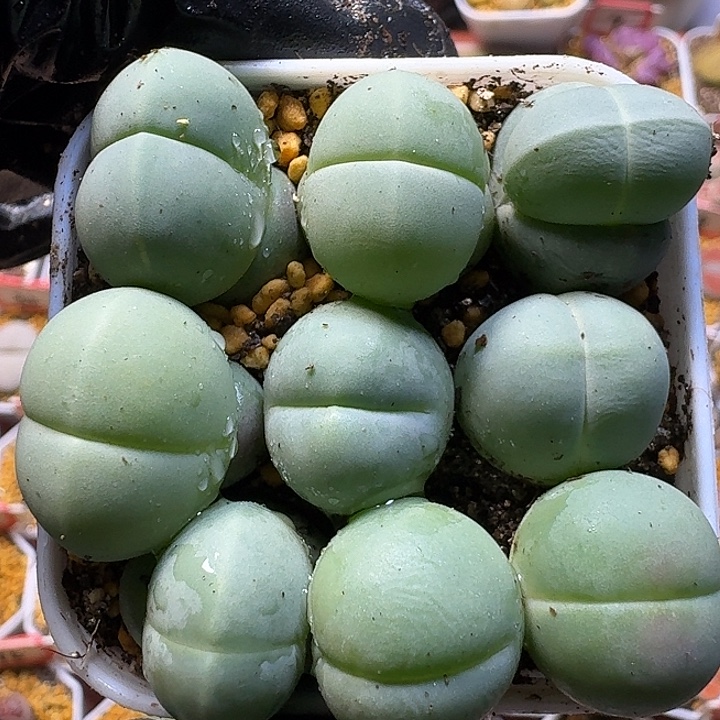 生石花111111。  353