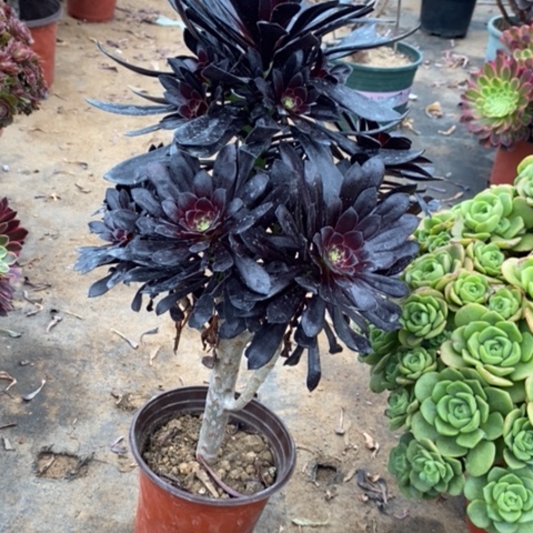 墨法74多肉植物法师法师