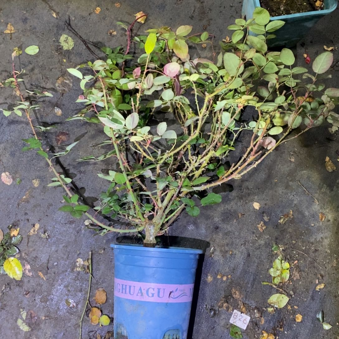 无花朵蒹葭玫瑰土球发货