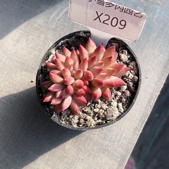 我是第一百个为妖姬应援哒